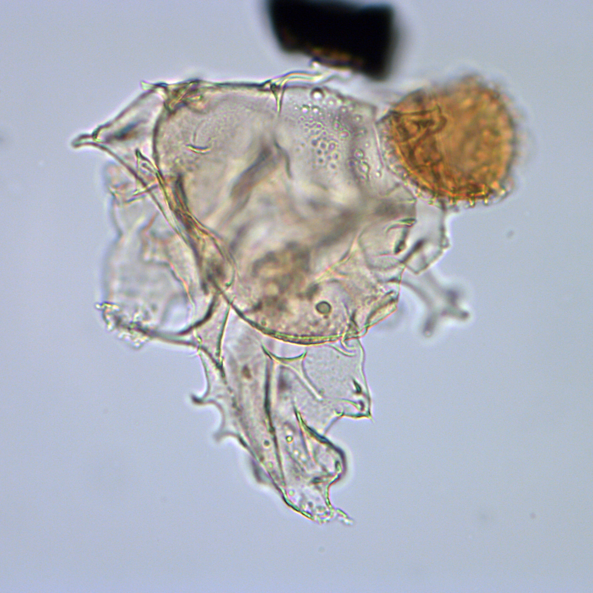 Xenascus ceratoides, U1581-27R-6W, 120-124, sl. 1, E32-2, foto-b.jpg